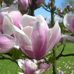 Magnolio caduco 'Alexandrina'